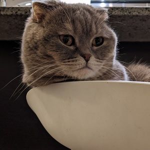 Meet your Posher, Joyce